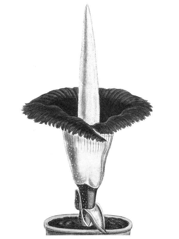 Дурное семя - img_11