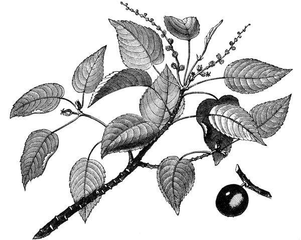 Дурное семя - img_15