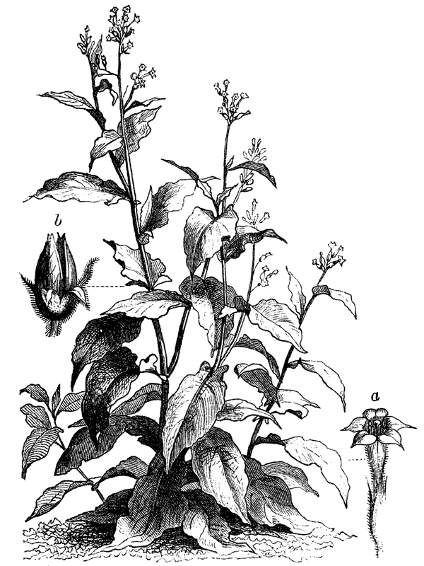 Дурное семя - img_23