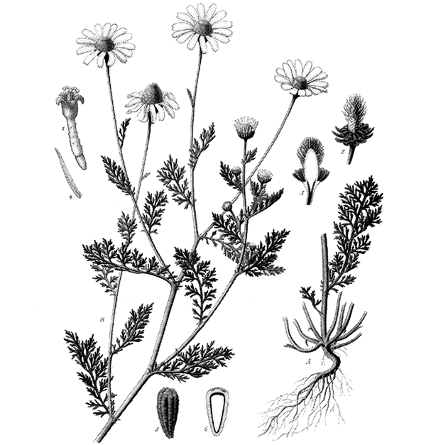 Дурное семя - img_9