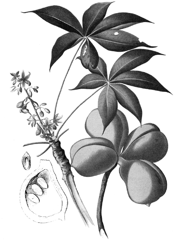 Дурное семя - img_10