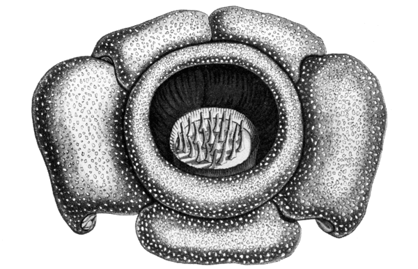 Дурное семя - img_12