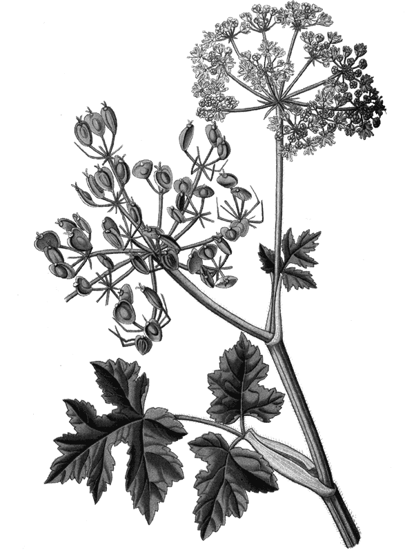 Дурное семя - img_17