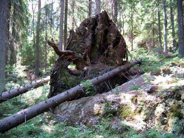 Корела (СИ) - img_10