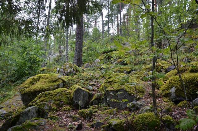 Корела (СИ) - img_6