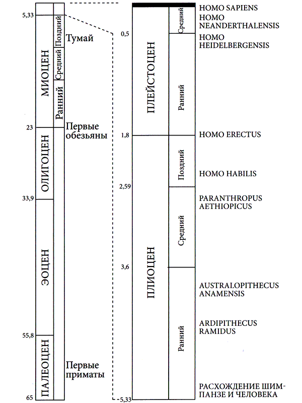 Вымершие люди: почему неандертальцы погибли, а мы — выжили - i_005.png