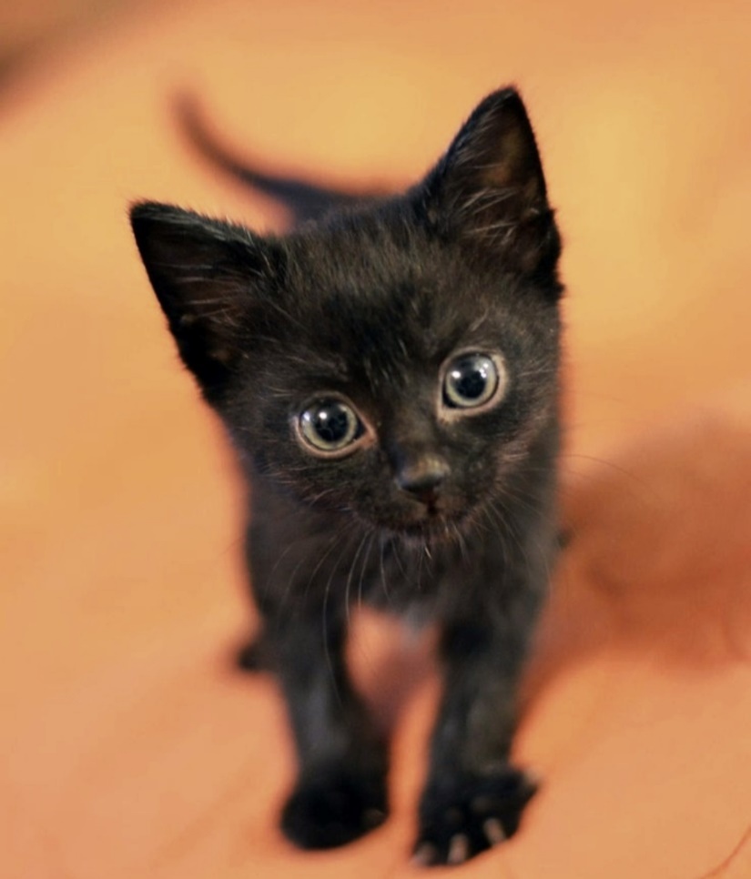 Жена по праву (СИ) - img_4