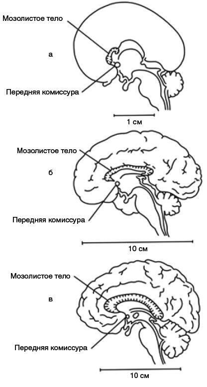 Машина мышления. Заставь себя думать - img_105