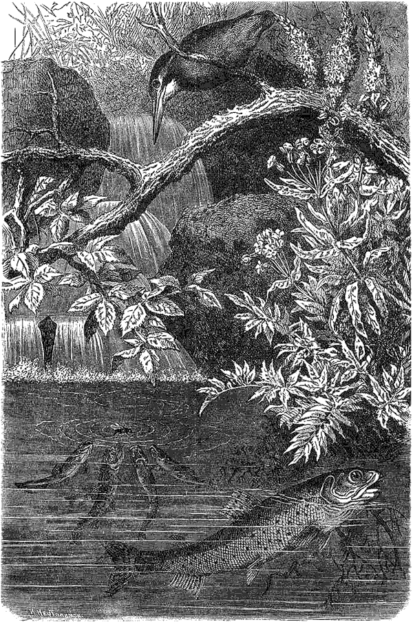 Жизнь животных. Рыбы и амфибии - i_037.png