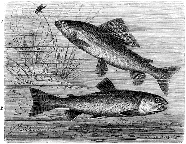 Жизнь животных. Рыбы и амфибии - i_038.png