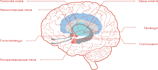 Комплект книг: Мозг и бизнес / Факт-карты для бизнеса. Эффективный инструмент решения задач / Стратегическое мышление в бизнесе. Технология «Векторное кольцо» - i_024.png