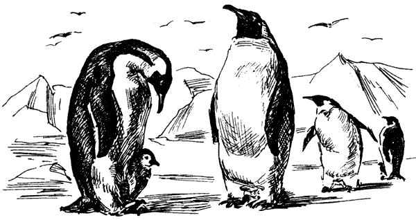 Самые удивительные животные мира - i_025.png