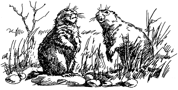 Самые удивительные животные мира - i_042.png