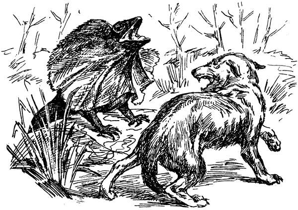 Самые удивительные животные мира - i_053.png