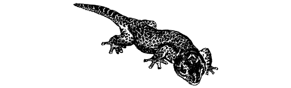 Самые удивительные животные мира - i_055.png