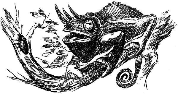 Самые удивительные животные мира - i_056.png