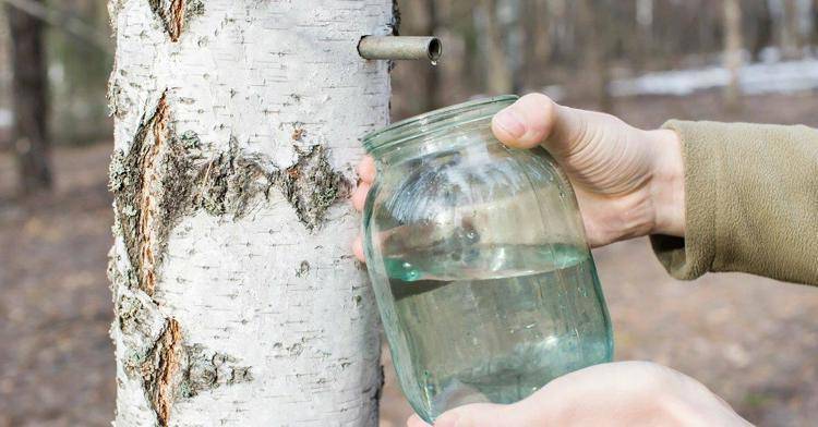 В трех соснах… (СИ) - img_2