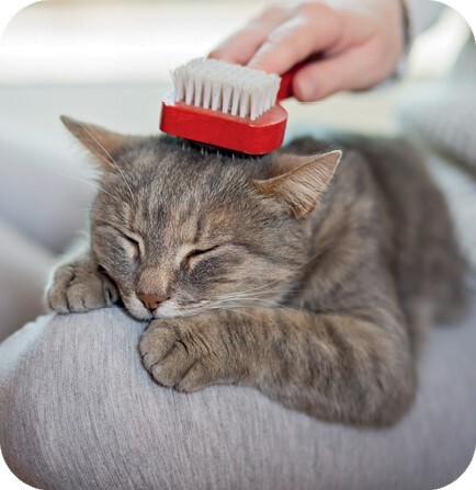 Главная книга владельца кошки - i_018.jpg