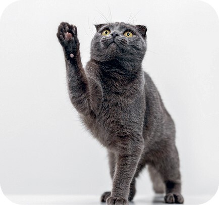 Главная книга владельца кошки - i_024.jpg