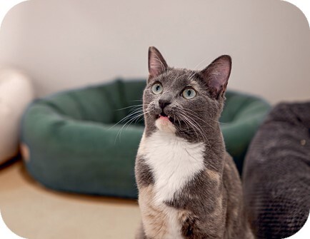 Главная книга владельца кошки - i_029.jpg