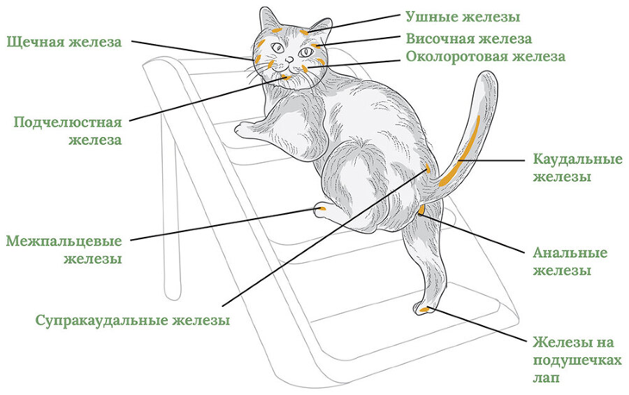 Главная книга владельца кошки - i_031.jpg