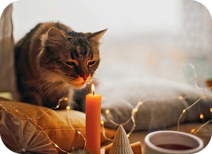 Главная книга владельца кошки - i_057.jpg