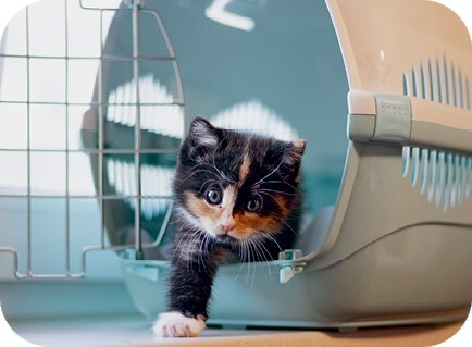 Главная книга владельца кошки - i_071.jpg