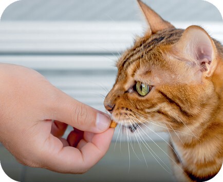 Главная книга владельца кошки - i_142.jpg