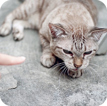 Главная книга владельца кошки - i_143.jpg