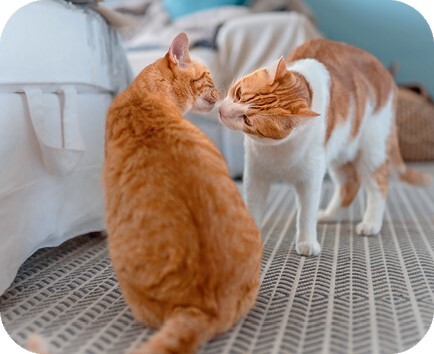 Главная книга владельца кошки - i_155.jpg