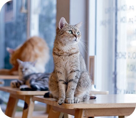 Главная книга владельца кошки - i_159.jpg