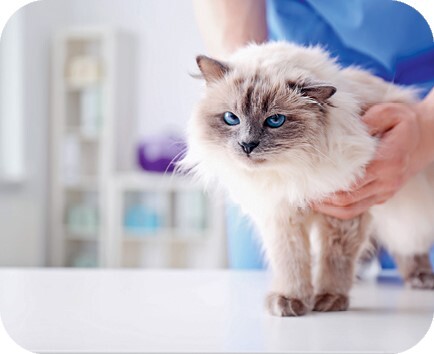 Главная книга владельца кошки - i_187.jpg