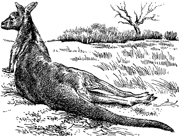 Австралийские этюды Полет бумеранга - i_005.png