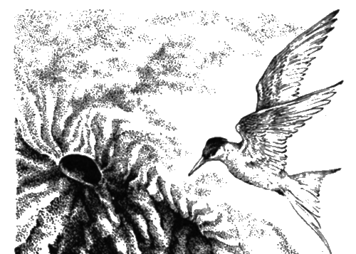 В океане без компаса - i_025.png