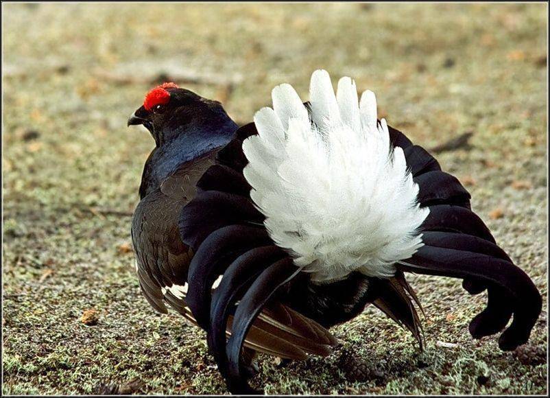 Битвы Второй Мировой (СИ) - img_88