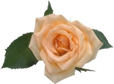 Shakespeare's Sonnets in Latin - doc2fb_image_02000002.jpg