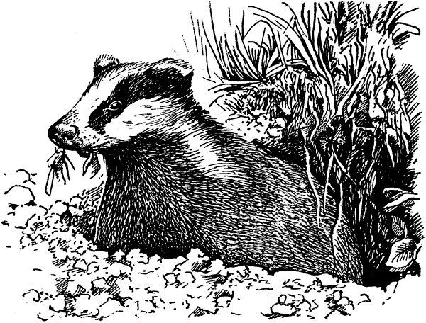 История барсучихи. Мой тайный мир - i_019.png