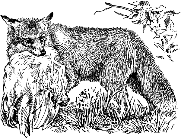 История барсучихи. Мой тайный мир - i_032.png