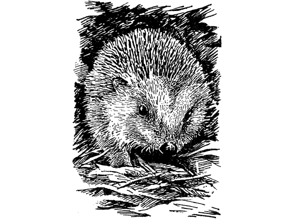 История барсучихи. Мой тайный мир - i_035.png