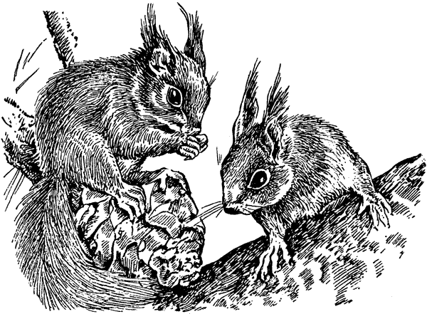 История барсучихи. Мой тайный мир - i_039.png