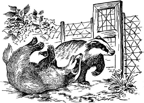 История барсучихи. Мой тайный мир - i_043.png