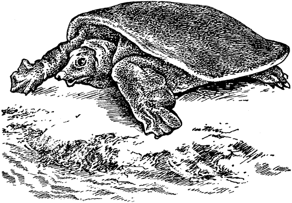 История барсучихи. Мой тайный мир - i_068.png