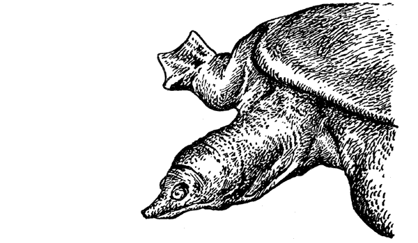 История барсучихи. Мой тайный мир - i_069.png