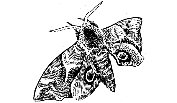 История барсучихи. Мой тайный мир - i_073.png