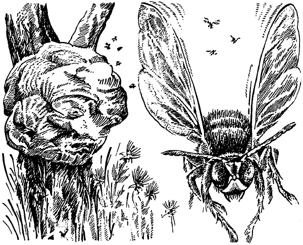 История барсучихи. Мой тайный мир - i_076.png