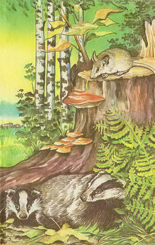 История барсучихи. Мой тайный мир - i_088.jpg