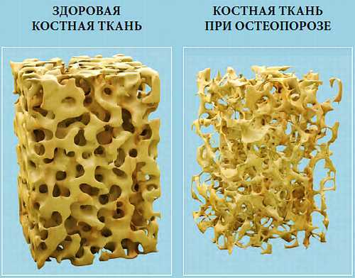 Функциональная анатомия здоровья - _15.jpg