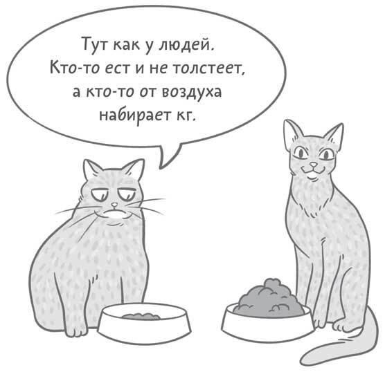 Чем и как кормить кошку, чтобы не навредить - i_008.jpg