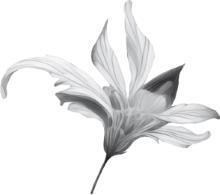 ЕВА. История эволюции женского тела. История человечества - i_001.jpg