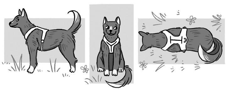 Не тяни! Как научить собаку гулять на провисшем поводке - i_003.jpg